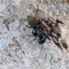 Camponotus aeneopilosus at Higgins, ACT - 22 Feb 2025 11:39 AM