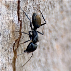 Camponotus aeneopilosus at Higgins, ACT - 22 Feb 2025 11:39 AM