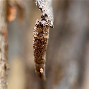 Conoeca or Lepidoscia (genera) IMMATURE (Unidentified Cone Case Moth larva, pupa, or case) at Higgins, ACT - 22 Feb 2025 by Hejor1