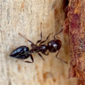 Crematogaster sp. (genus) at Higgins, ACT - Yesterday 11:36 AM