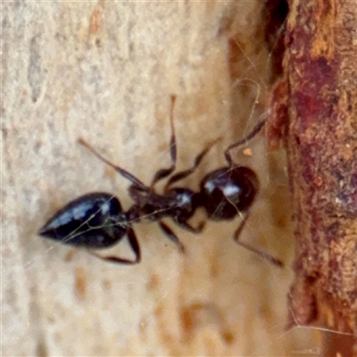 Crematogaster sp. (genus) (Acrobat ant, Cocktail ant) at Higgins, ACT - 22 Feb 2025 by Hejor1