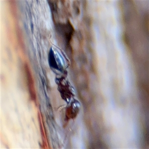 Crematogaster sp. (genus) at Higgins, ACT - Yesterday 11:36 AM