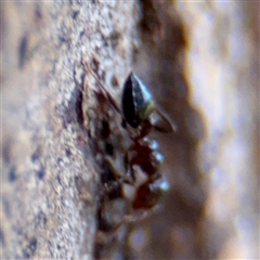 Crematogaster sp. (genus) at Higgins, ACT - Yesterday 11:36 AM