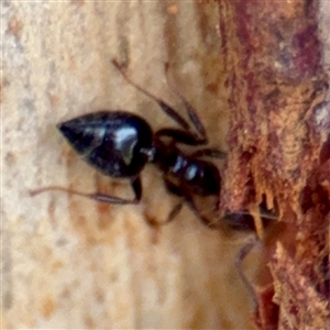 Crematogaster sp. (genus) at Higgins, ACT - Yesterday 11:36 AM