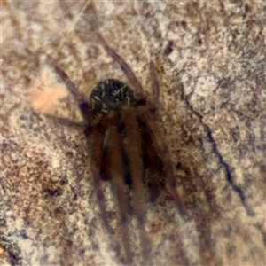 Badumna sp. (genus) (Lattice-web spider) at Higgins, ACT - 22 Feb 2025 by Hejor1