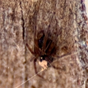 Badumna sp. (genus) at Higgins, ACT - 22 Feb 2025 11:35 AM