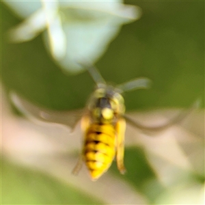 Vespula germanica at Higgins, ACT - 22 Feb 2025 11:32 AM