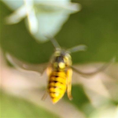 Vespula germanica (European wasp) at Higgins, ACT - 22 Feb 2025 by Hejor1