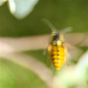 Vespula germanica at Higgins, ACT - 22 Feb 2025 11:32 AM