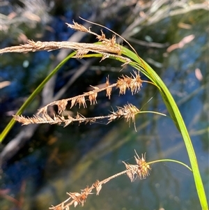 Carex fascicularis (Tassel Sedge) at Bruce, ACT - 22 Feb 2025 by SteveBorkowskis