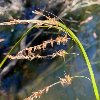 Carex fascicularis (Tassel Sedge) at Bruce, ACT - 22 Feb 2025 by SteveBorkowskis