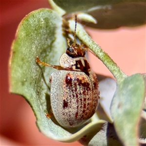 Paropsisterna m-fuscum (Eucalyptus Leaf Beetle) at Higgins, ACT - 22 Feb 2025 by Hejor1