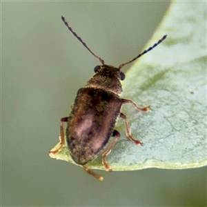 Eboo sp. (genus) at Higgins, ACT - 22 Feb 2025 11:24 AM