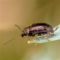 Eboo sp. (genus) at Higgins, ACT - 22 Feb 2025 11:24 AM