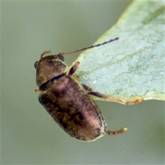 Eboo sp. (genus) at Higgins, ACT - 22 Feb 2025 11:24 AM