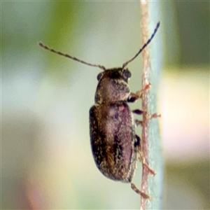 Eboo sp. (genus) at Higgins, ACT - 22 Feb 2025 11:24 AM