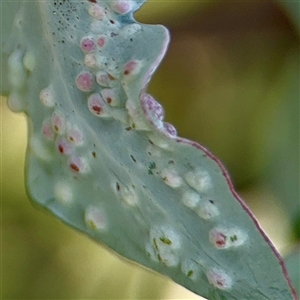 Eucalyptus insect gall at Higgins, ACT - 22 Feb 2025 by Hejor1