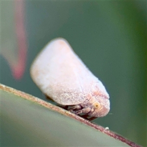 Anzora unicolor (Grey Planthopper) at Higgins, ACT - 22 Feb 2025 by Hejor1