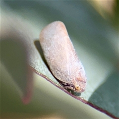 Anzora unicolor at Higgins, ACT - 22 Feb 2025 11:20 AM