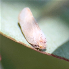 Anzora unicolor at Higgins, ACT - 22 Feb 2025 11:20 AM