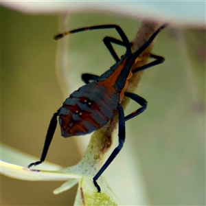 Amorbus sp. (genus) (Eucalyptus Tip bug) at Higgins, ACT - 22 Feb 2025 by Hejor1