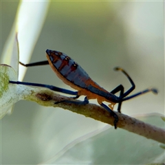 Amorbus sp. (genus) at Higgins, ACT - 22 Feb 2025 11:20 AM