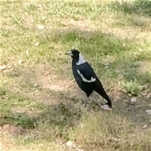 Gymnorhina tibicen (Australian Magpie) at Higgins, ACT - 22 Feb 2025 by Hejor1