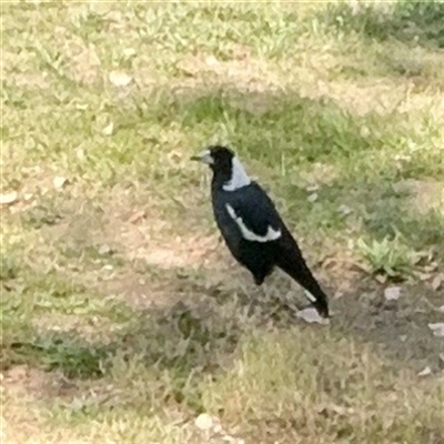 Gymnorhina tibicen (Australian Magpie) at Higgins, ACT - 22 Feb 2025 by Hejor1