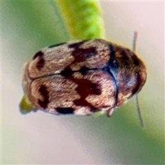 Elaphodes cervinus (Leaf beetle) at Higgins, ACT - Yesterday by Hejor1