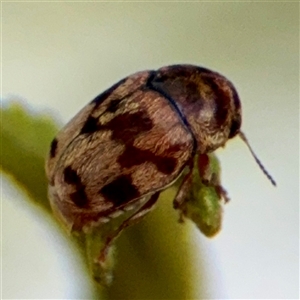 Elaphodes cervinus at Higgins, ACT - 22 Feb 2025 11:17 AM