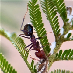 Iridomyrmex purpureus (Meat Ant) at Higgins, ACT - Yesterday by Hejor1