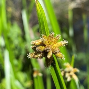 Schoenoplectiella mucronata at Bruce, ACT - suppressed