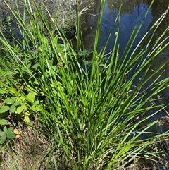 Schoenoplectiella mucronata at Bruce, ACT - suppressed