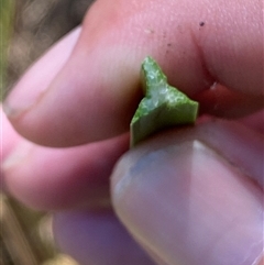 Schoenoplectiella mucronata at Bruce, ACT - suppressed