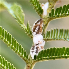 Melanococcus albizziae (Acacia Mealybug) at Higgins, ACT - Yesterday by Hejor1