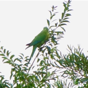 Polytelis swainsonii (Superb Parrot) at Holt, ACT - 22 Feb 2025 by Simonster