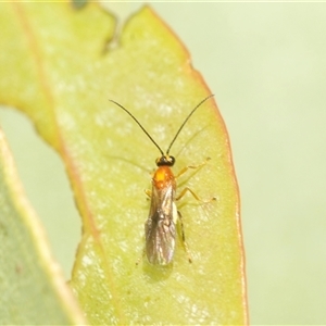 Ichneumonoidea (Superfamily) (A species of parasitic wasp) at Rendezvous Creek, ACT - 17 Feb 2025 by Harrisi