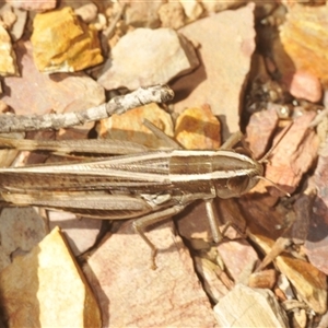 Macrotona australis (Common Macrotona Grasshopper) by Harrisi