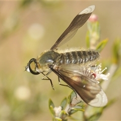 Comptosia sp. (genus) (Unidentified Comptosia bee fly) at Berridale, NSW - 19 Feb 2025 by Harrisi