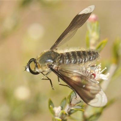 Comptosia sp. (genus) (Unidentified Comptosia bee fly) at Berridale, NSW - 19 Feb 2025 by Harrisi