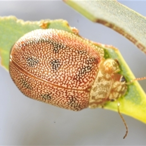 Paropsis atomaria (Eucalyptus leaf beetle) at Berridale, NSW - 19 Feb 2025 by Harrisi