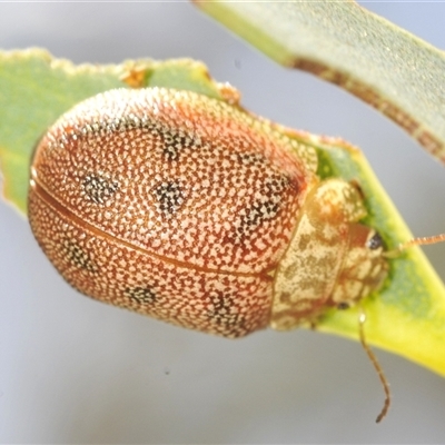 Paropsis atomaria (Eucalyptus leaf beetle) at Berridale, NSW - 19 Feb 2025 by Harrisi