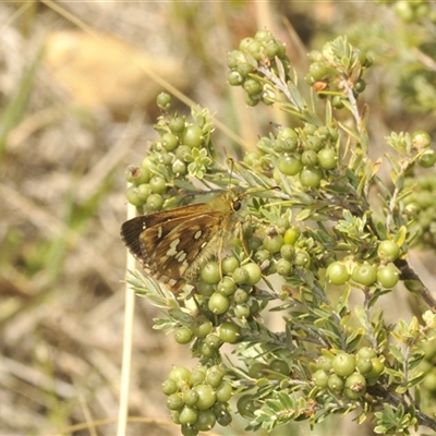 Atkinsia dominula (Two-brand grass-skipper) at Rocky Plain, NSW - 19 Feb 2025 by Harrisi