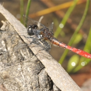 Nannophya dalei at Rocky Plain, NSW - suppressed