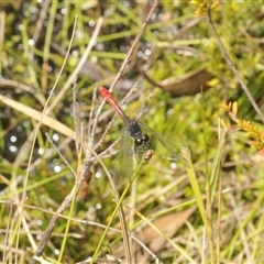 Nannophya dalei at Rocky Plain, NSW - suppressed