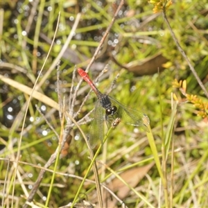 Nannophya dalei at Rocky Plain, NSW - suppressed