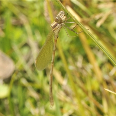 Austrolestes sp. (genus) (Ringtail damselfy) at Rocky Plain, NSW - 19 Feb 2025 by Harrisi