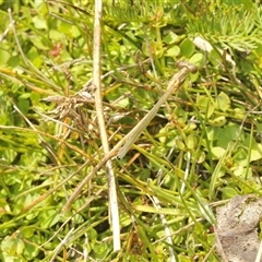 Austrolestes sp. (genus) at Rocky Plain, NSW - 19 Feb 2025 11:59 AM