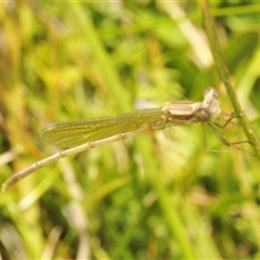 Austrolestes sp. (genus) at Rocky Plain, NSW - 19 Feb 2025 11:59 AM