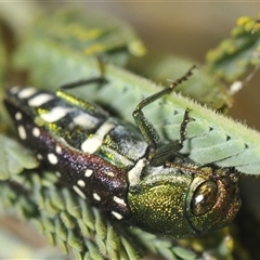 Diphucrania leucosticta (White-flecked acacia jewel beetle) at Weetangera, ACT - 21 Feb 2025 by Harrisi